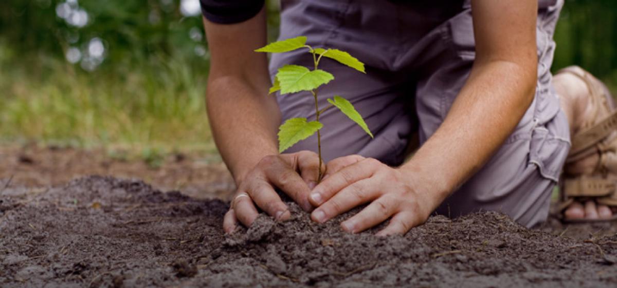 22,600 saplings planted in 60 seconds in Karimnagar