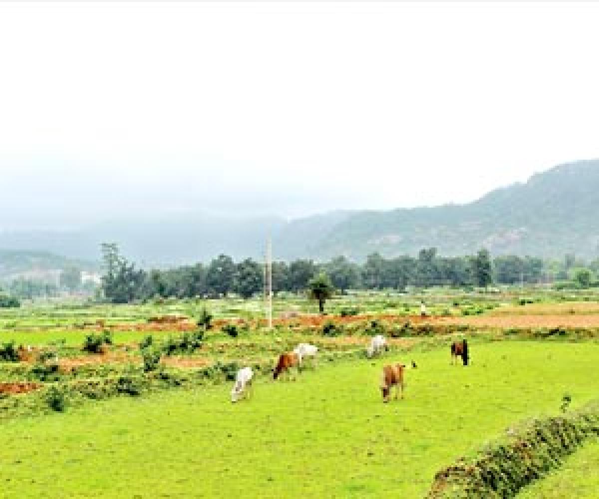 Industry gobbling up grazing lands