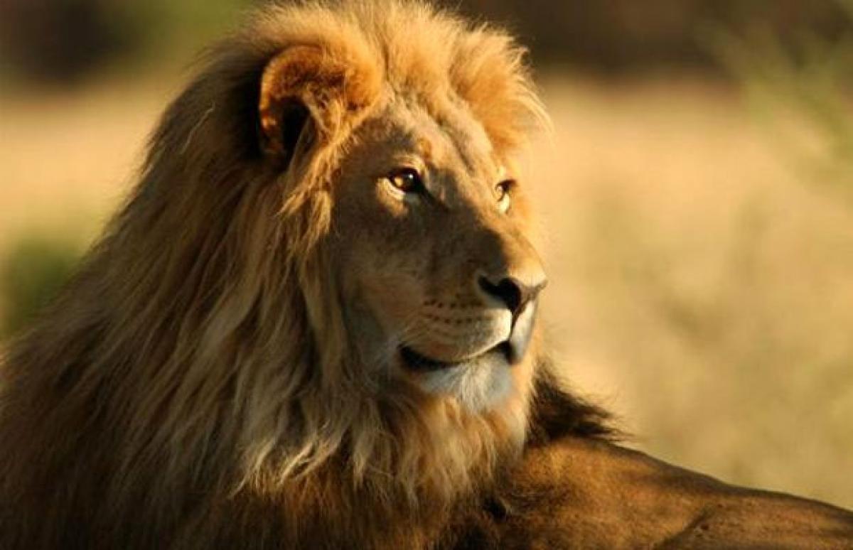 Killing of Cecil puts pressure on US to protect African lions