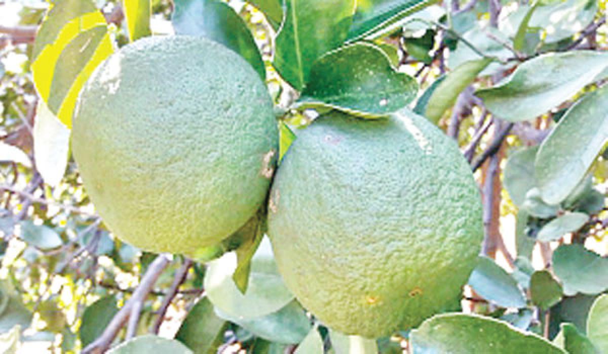 Sweet lemon turns sour in Kadapa district