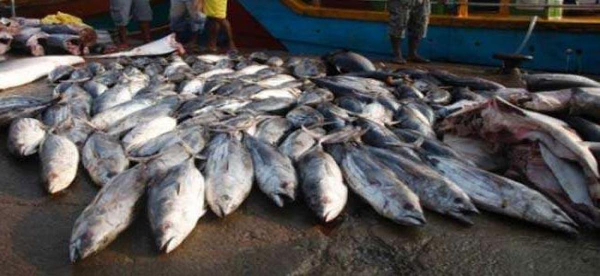 Indian fisheries sector status report Submitted