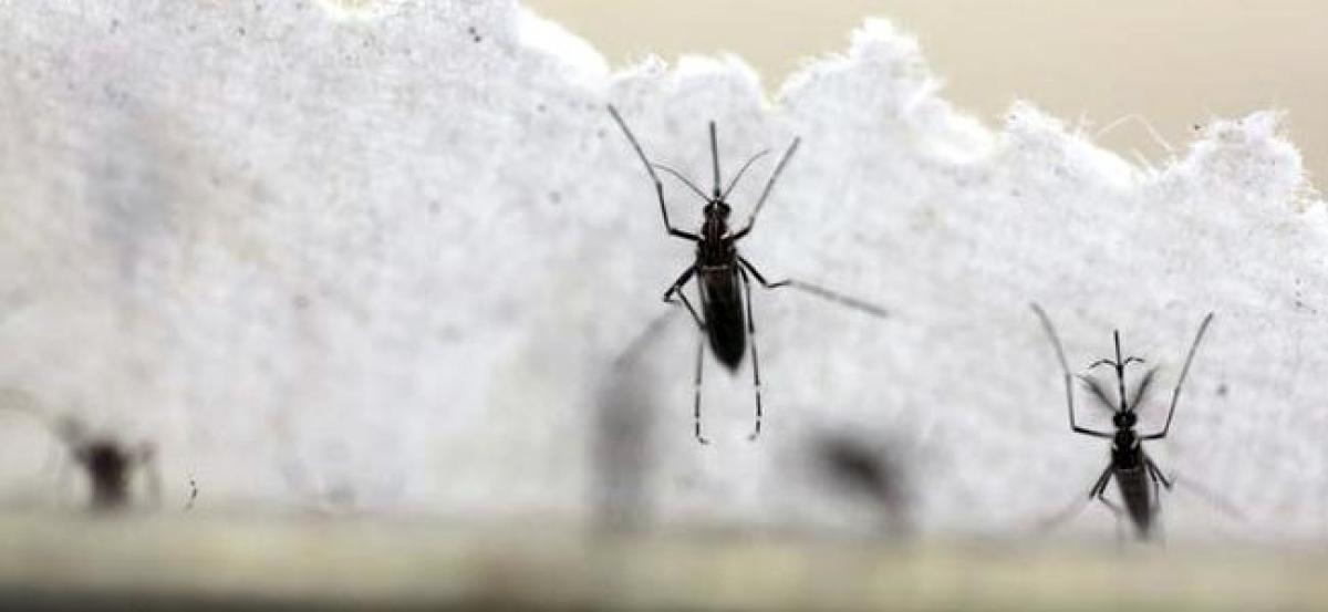 Texas reports first case of Zika spread by local mosquitoes