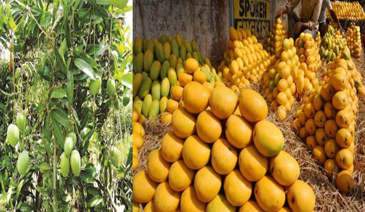 Sandstorm wipes out business prospects of UPs mango exporters