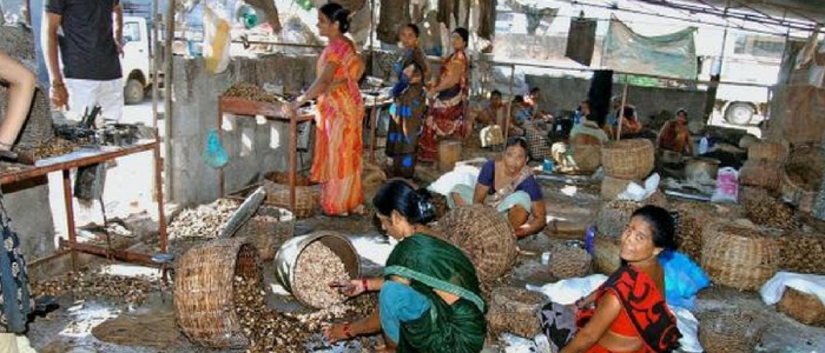 Revive cashew processing to check tribal exploitation