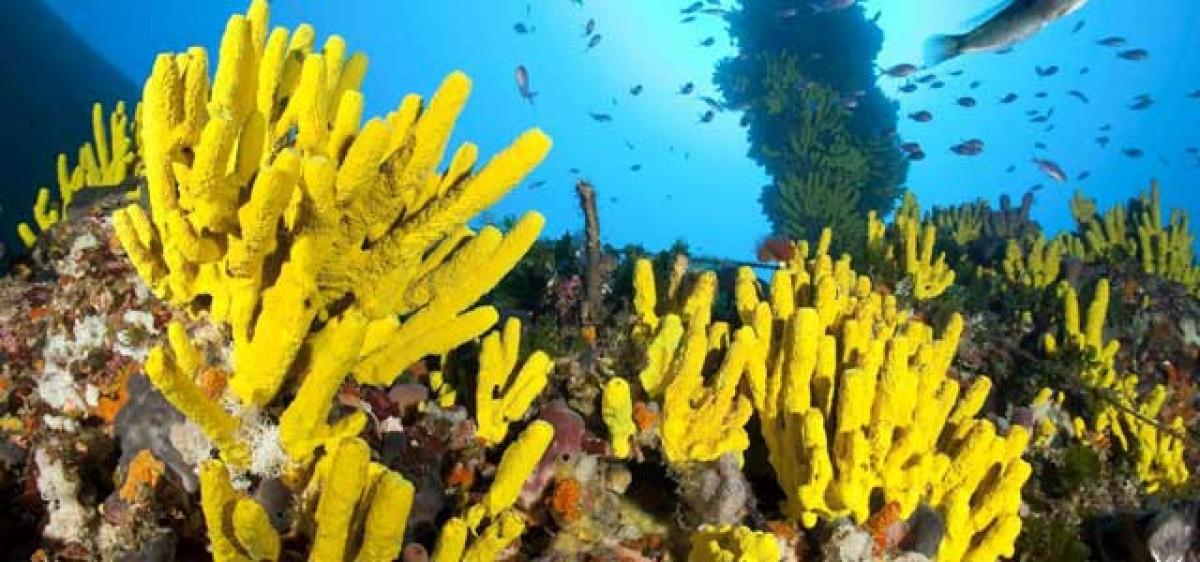 Sponges ruled world after mass extinction: Study