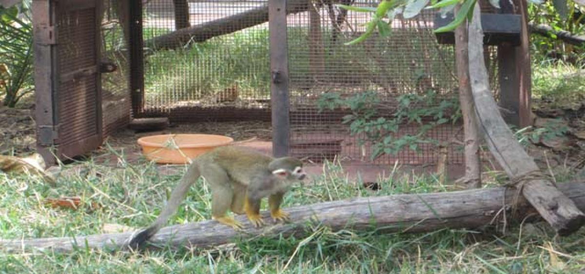 Squirrel Monkey adopted