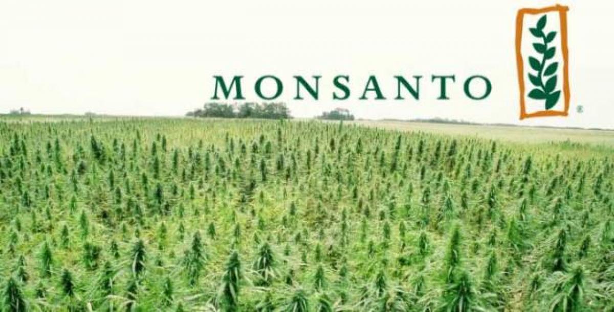 Government dares Monsanto with 70 percent cut in technology fees