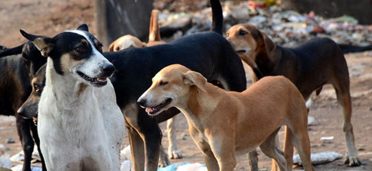 Hyderabad: human rights body seeks report on stray dog menace