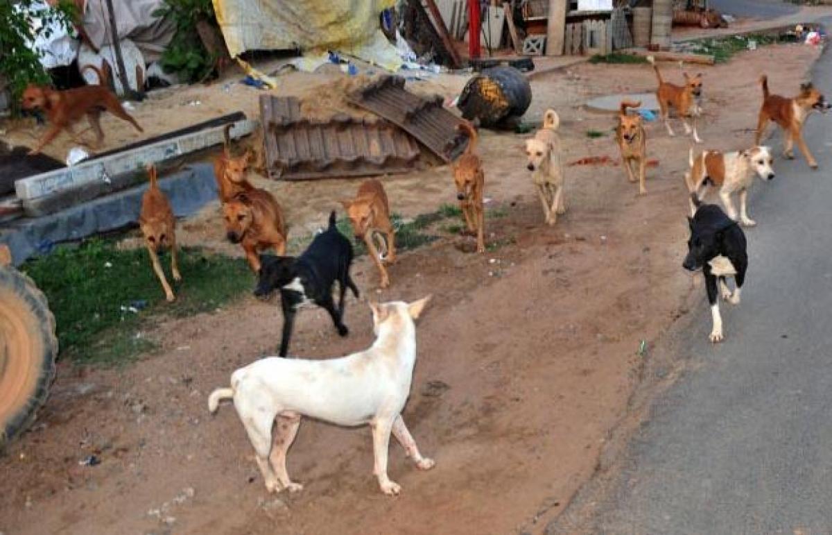 A pack of dogs unleash terror in Palamuru