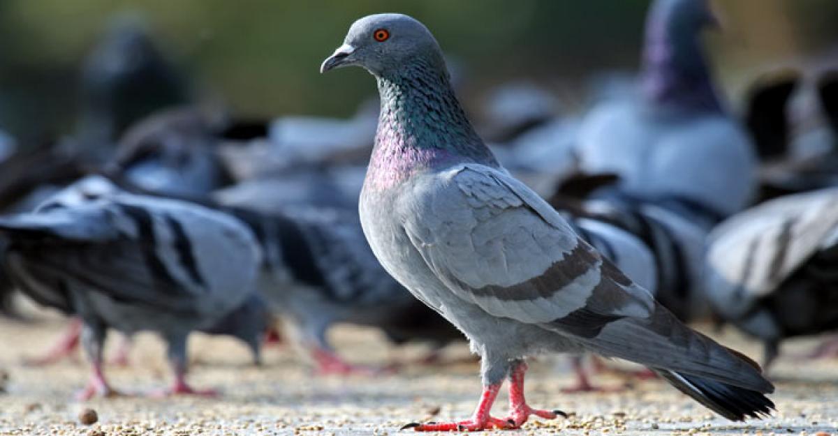 ‘Pigeon Need’…a HR Message for Corporate Leaders