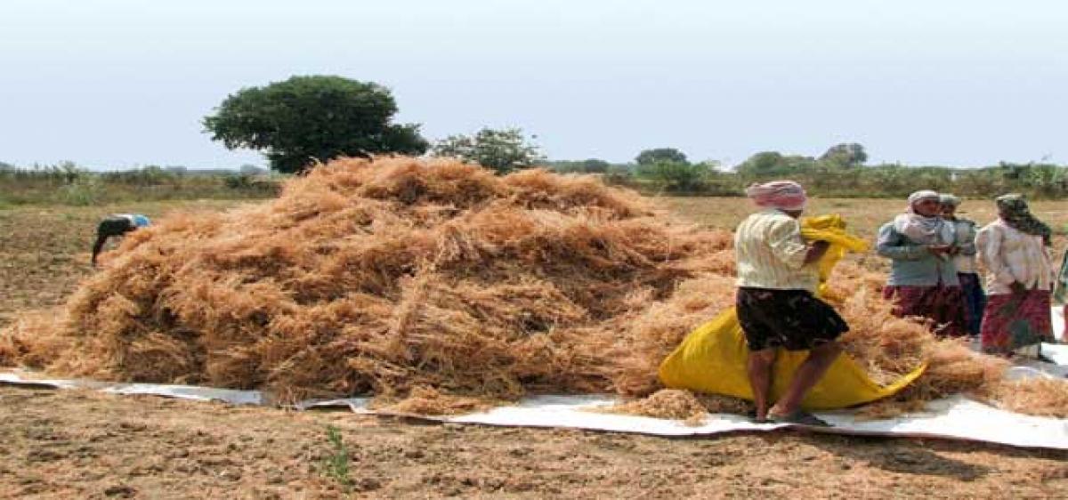 Prakasam farmers pour out their woes before Central team