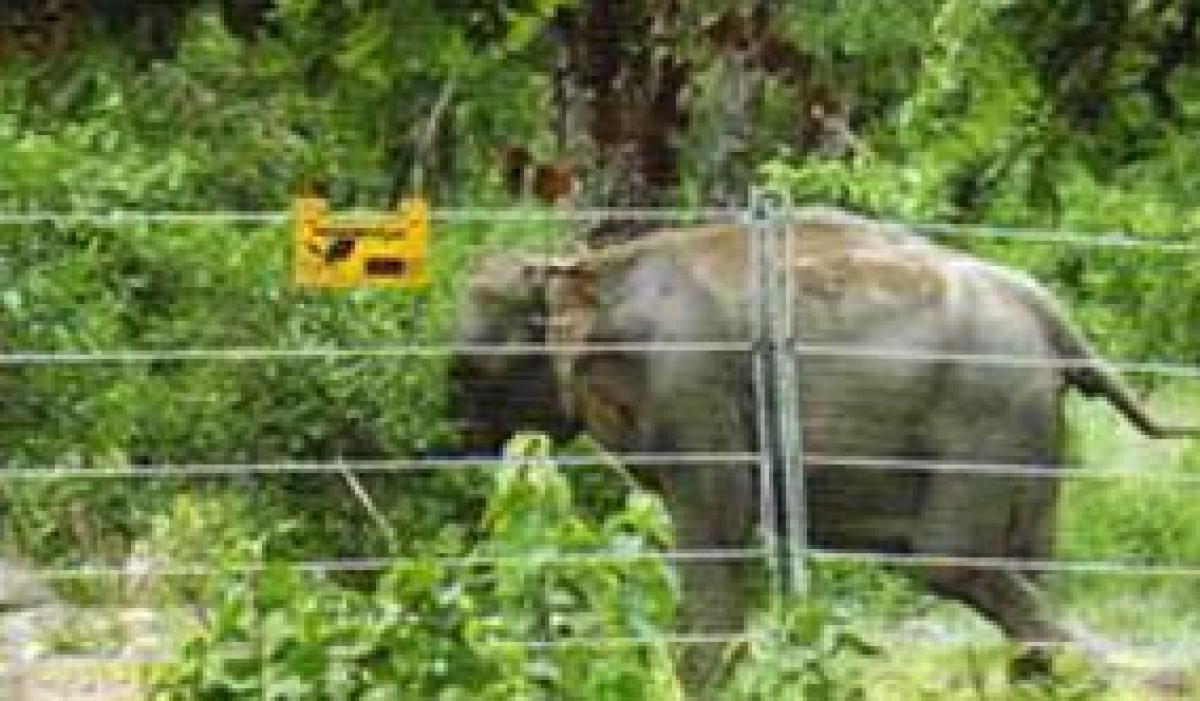 Farmer electrocuted