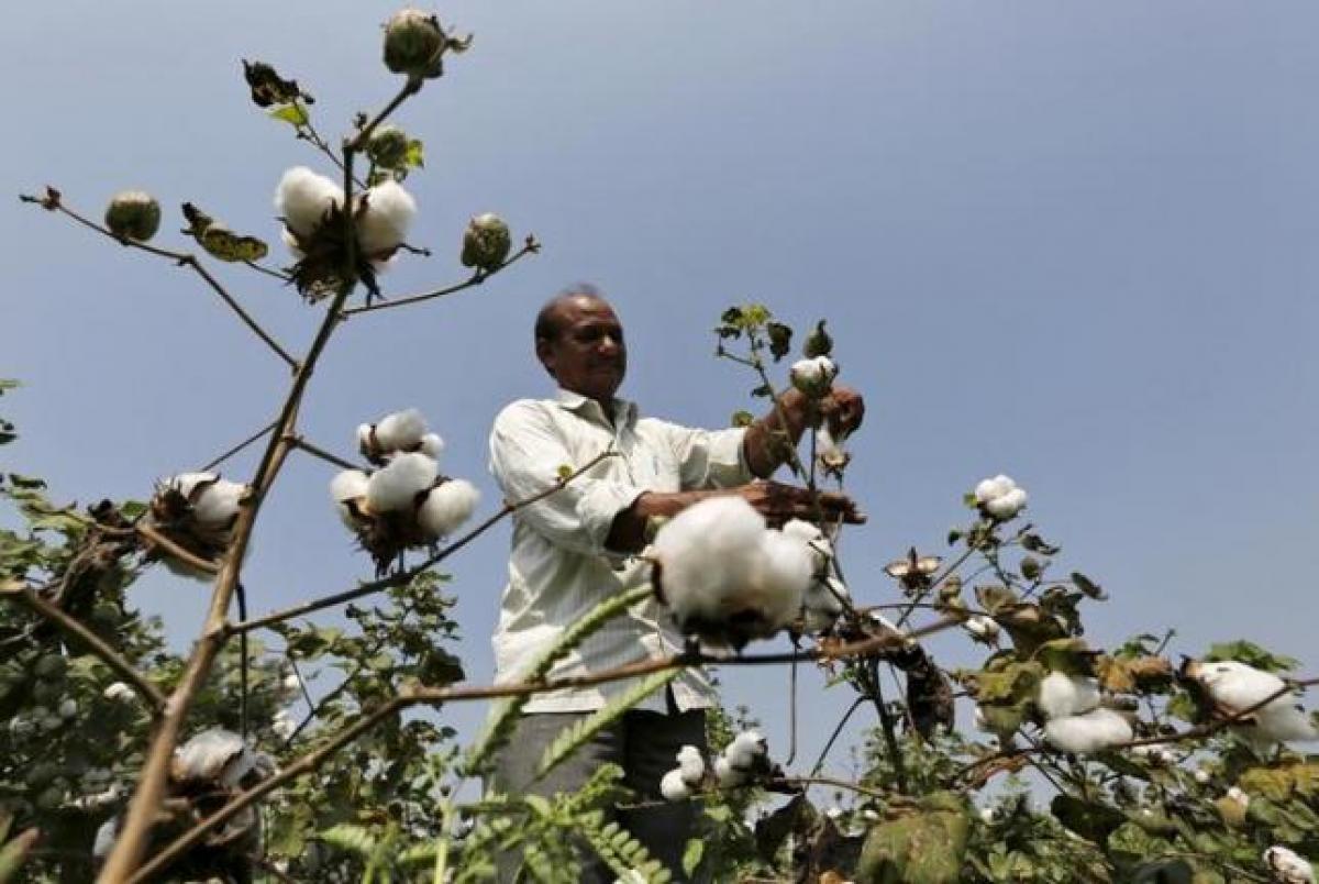 India tightens rules over sale of Monsantos GM cotton seeds