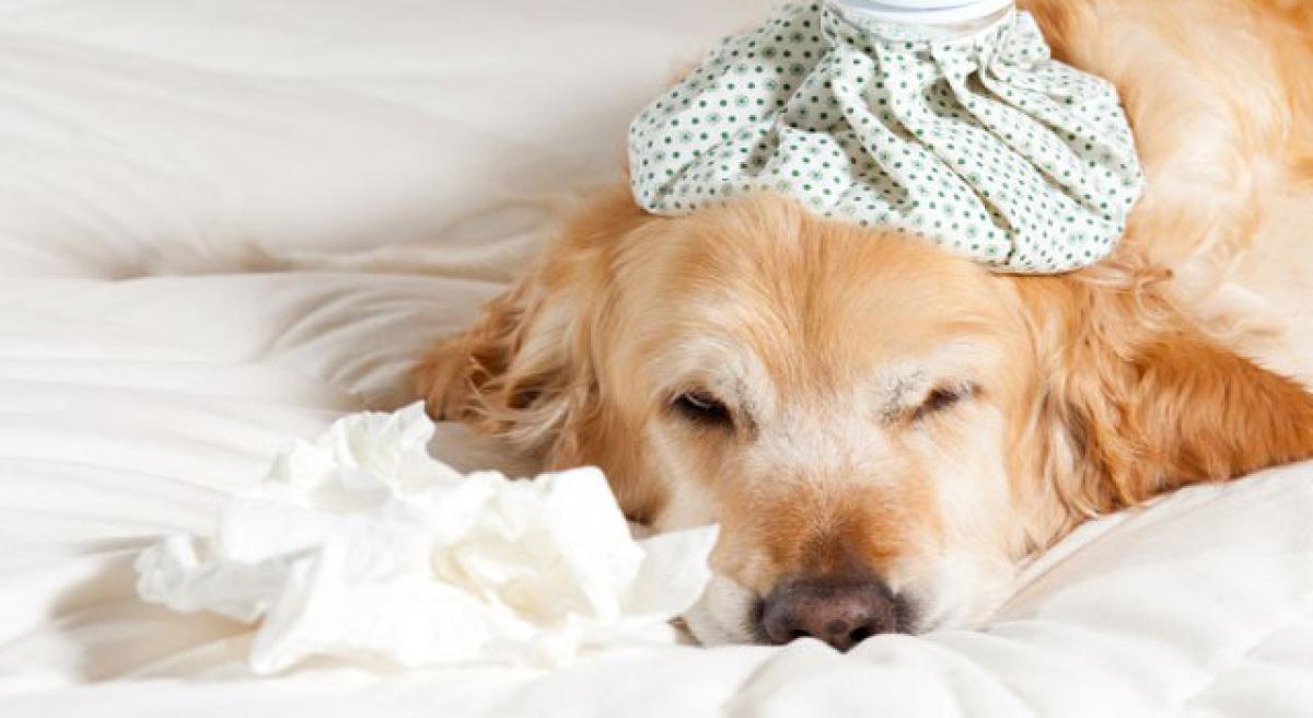 Protect your pet from canine influenza