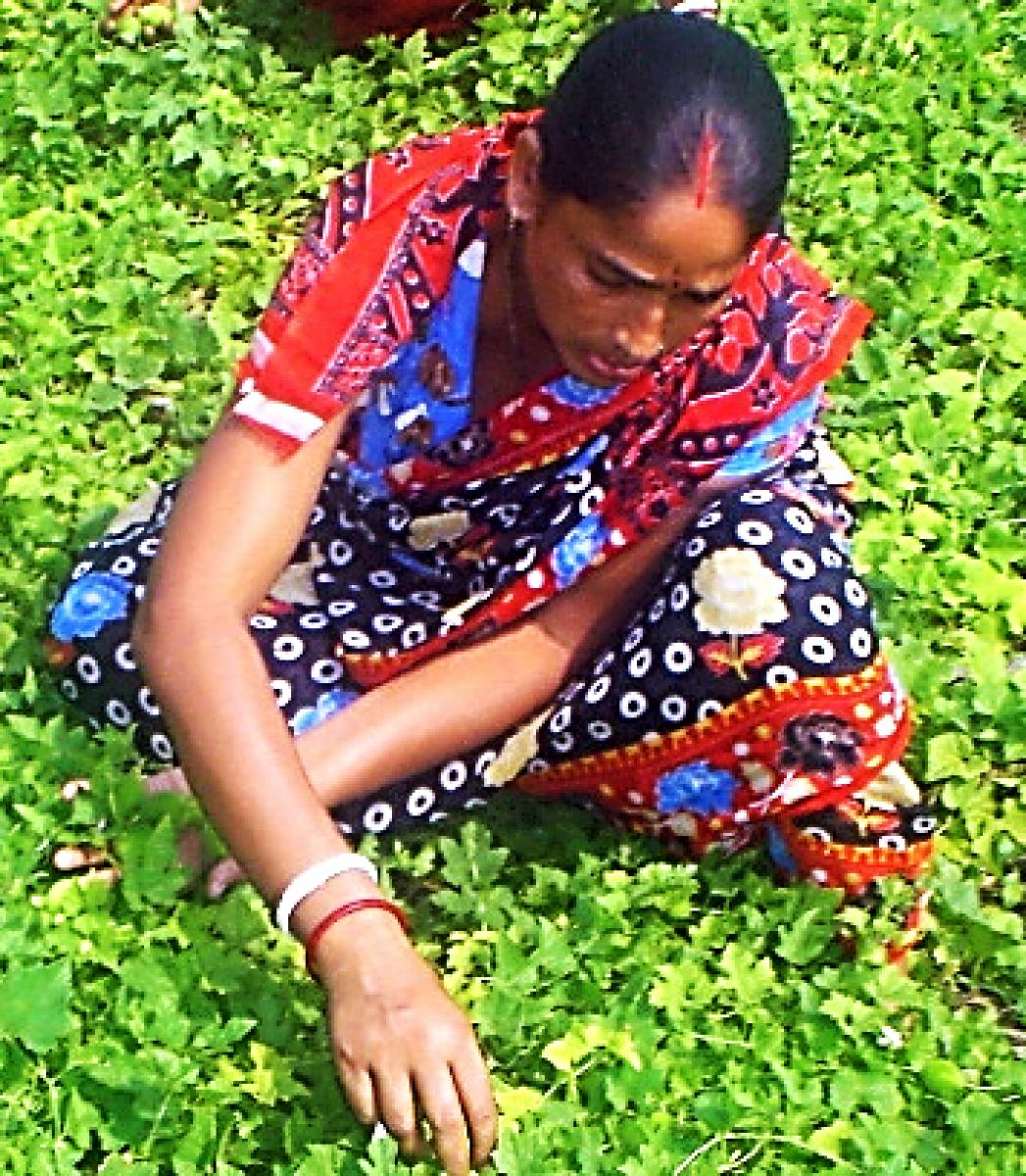 hard-work-overcomes-hard-luck-woman-farmer-leela-shikhdar-fights-odds-stereotypes