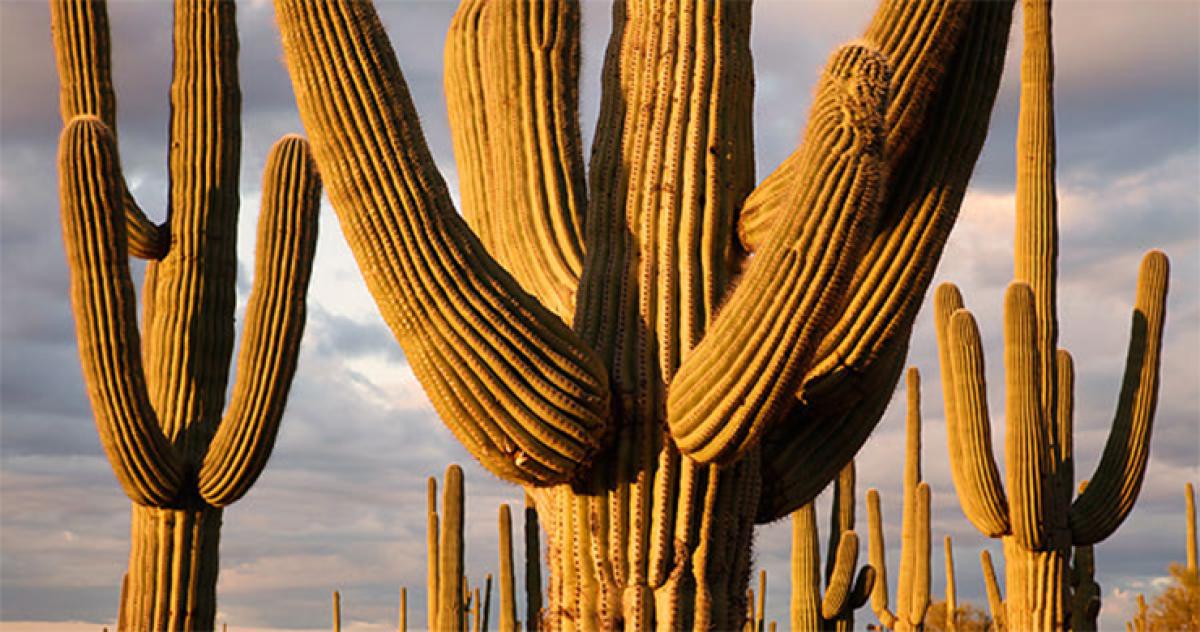 To retain the job and to remain in the same organization, learn about Saguaro cacti – HR message for corporate employees