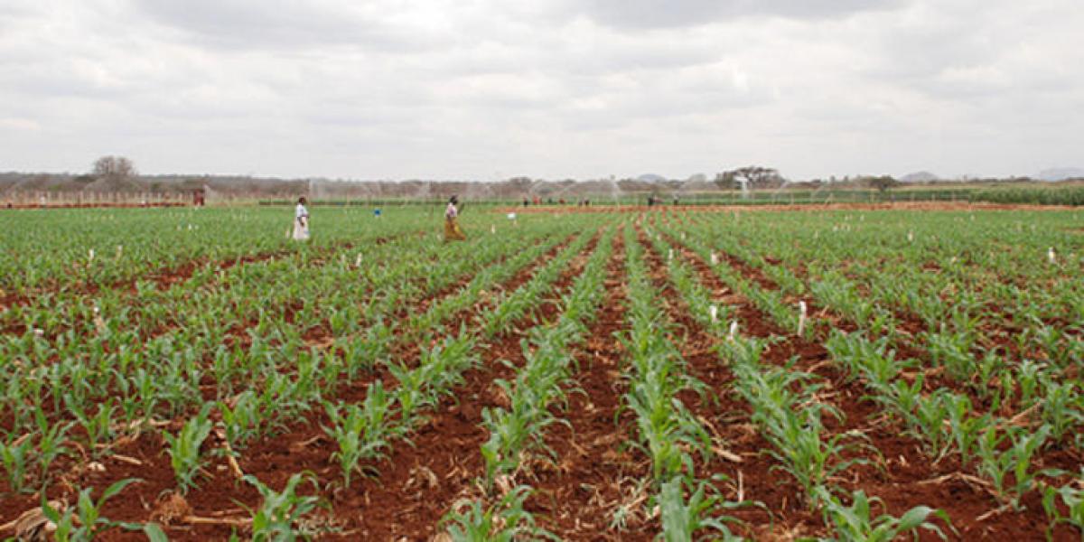 Africa: A sufferer of agro-imperialism