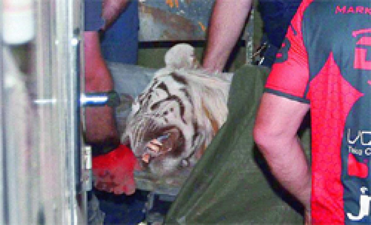 Man eater tiger on the run killed in Georgia