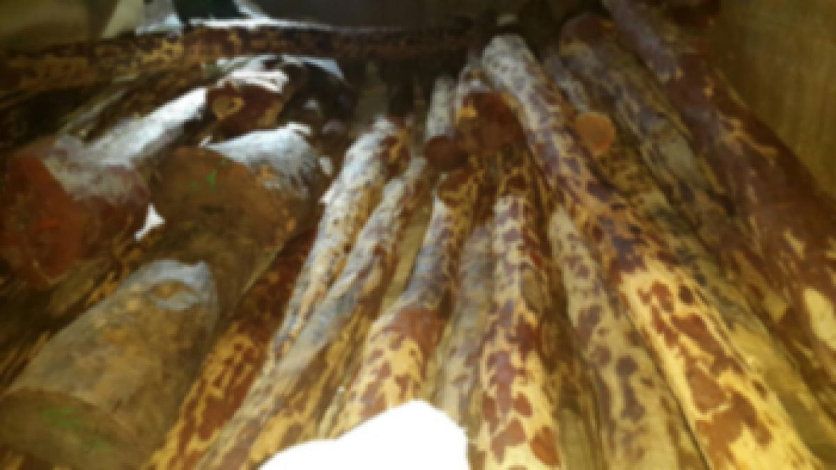 Task force outwits red sanders smugglers