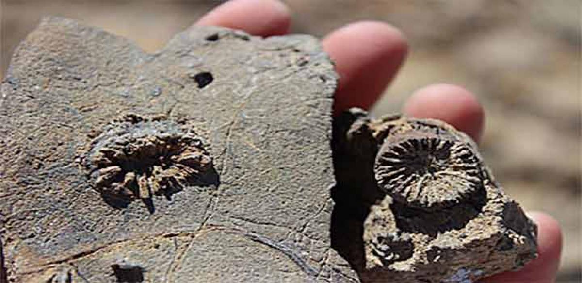 Earliest Jurassic corals discovered