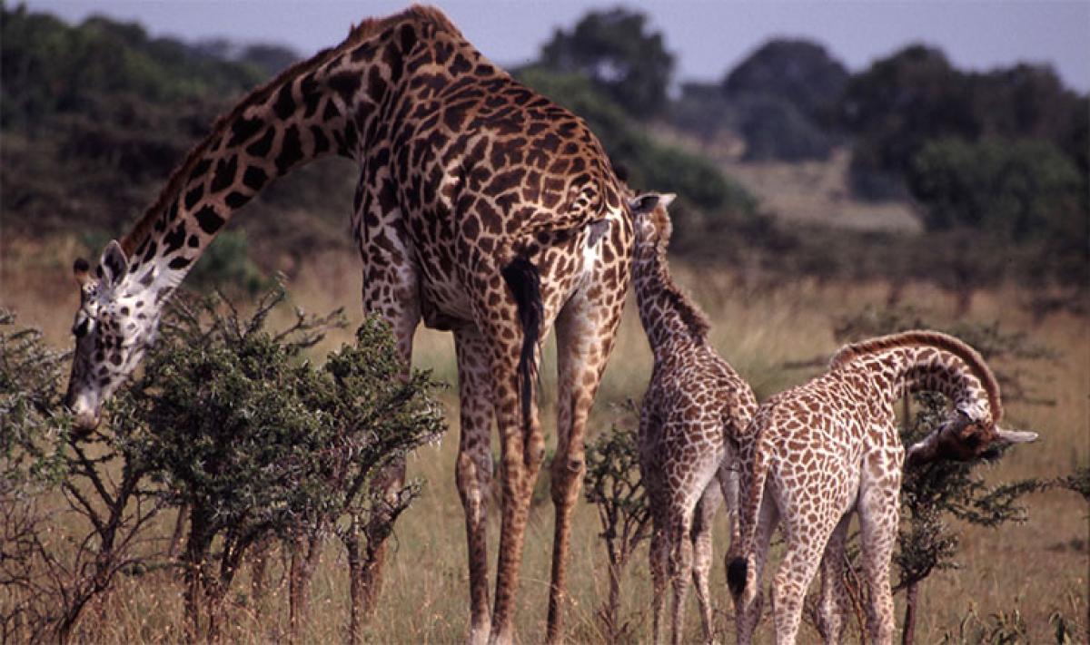 Grow above the normal to lead the team – Giraffe to HR