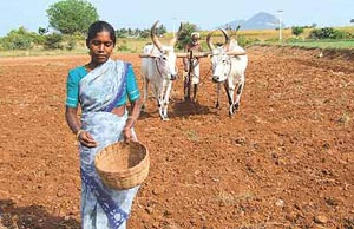 Why small farmers in TN borrow at 60% interest 