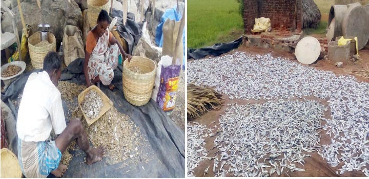East Godavari’s dry fish export potential remains untapped