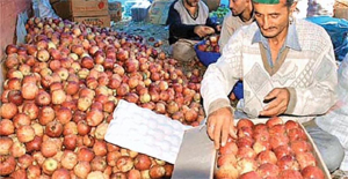 Himachal Pradesh Apple growers get good price