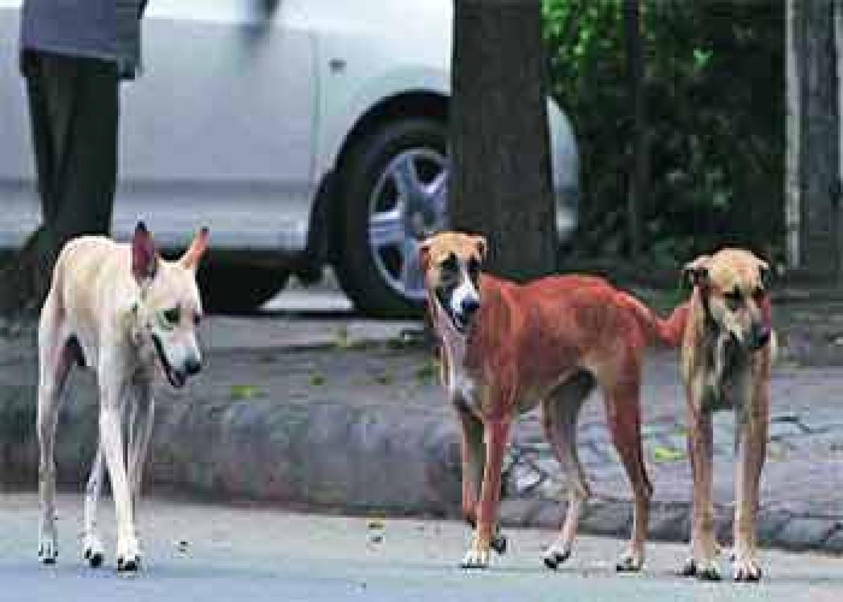 Street dogs bite six year old to death in Vizags Harbour Park