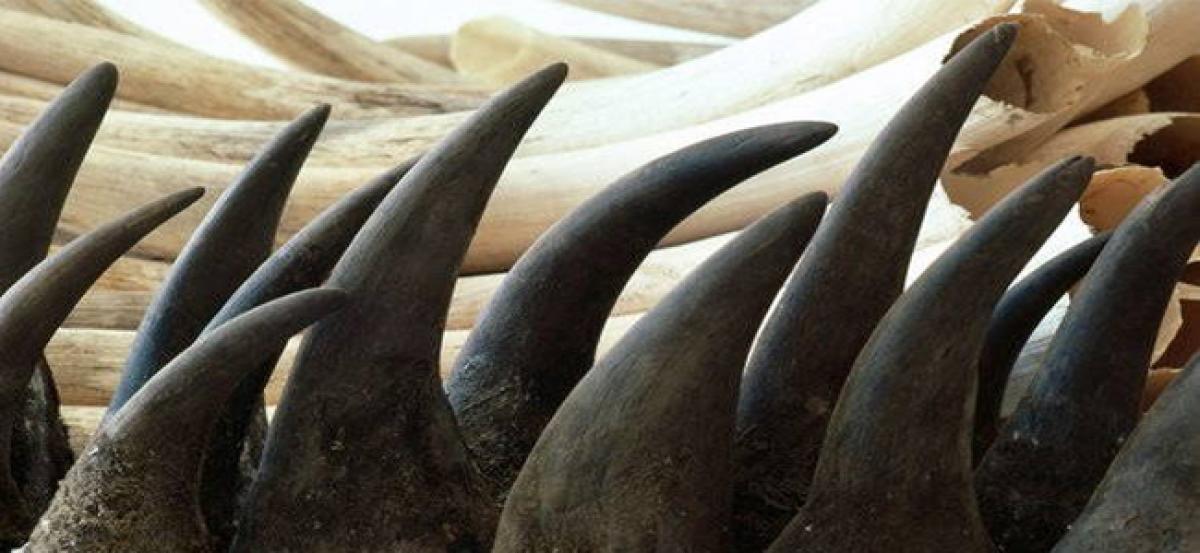 Five fake rhino horns found during verification process in Assam