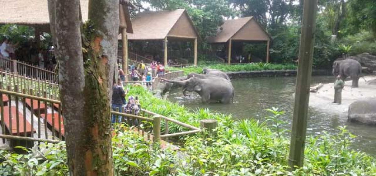 A call of the wild: Singapore zoo