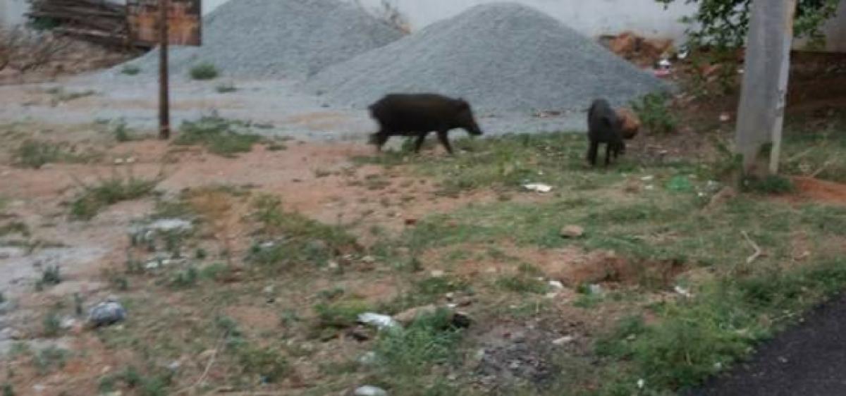 Pigs take over Mahendra Hills