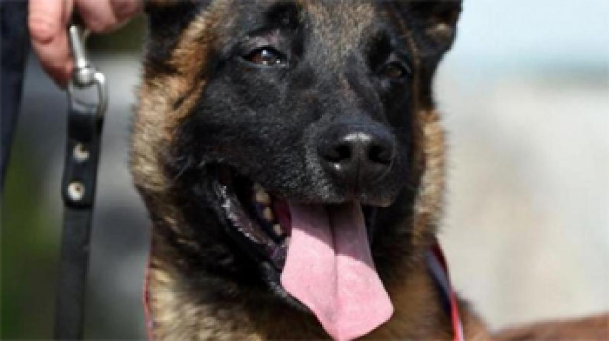 France honours police dog who sniffed out 7.5mn euros in drugs