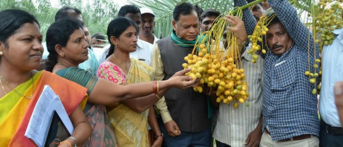 Horticulture dept moots date farming in 100 acres