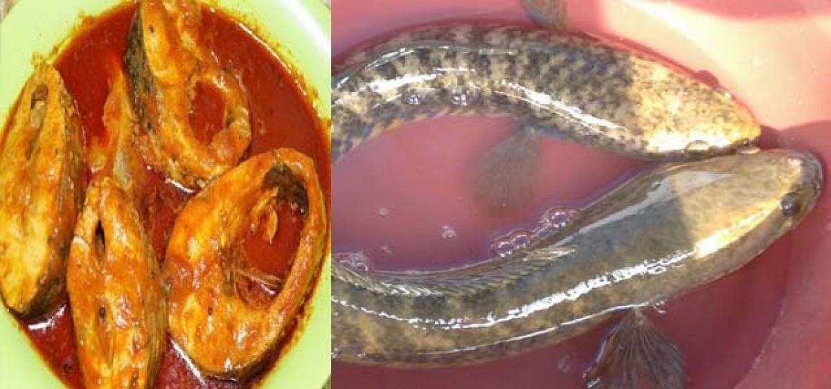 Cultured korameenu takes sheen off fish curry
