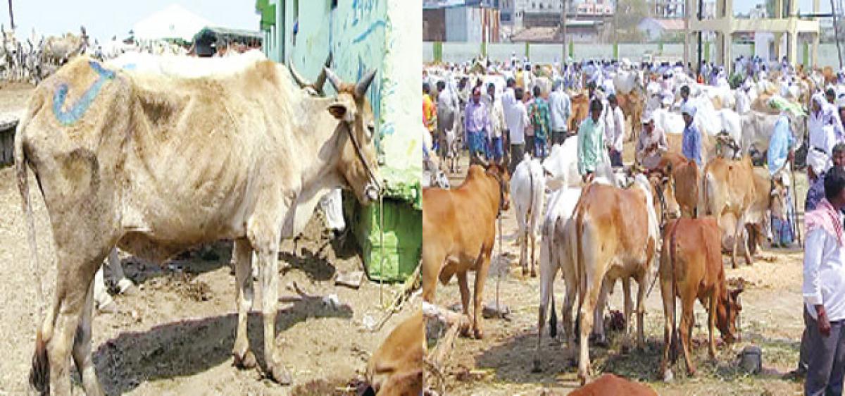 Adilabad Drought-hit farmers making distress sale of cattle