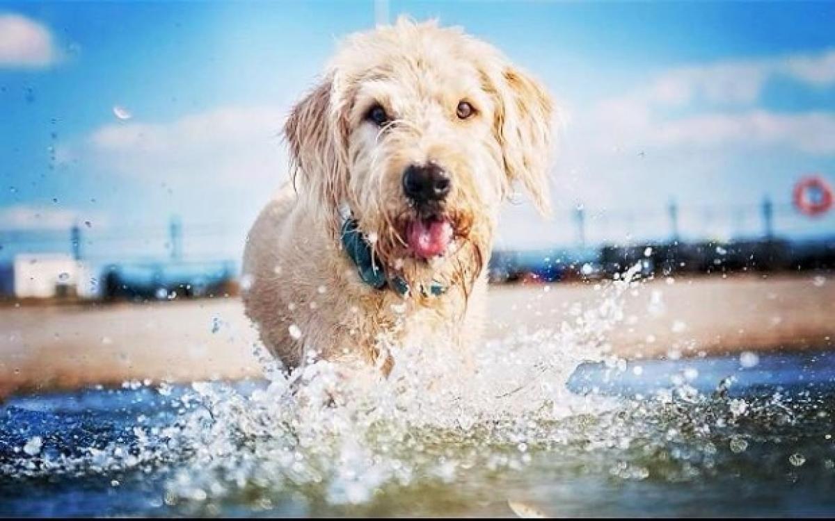 How to keep your pets cool in summer