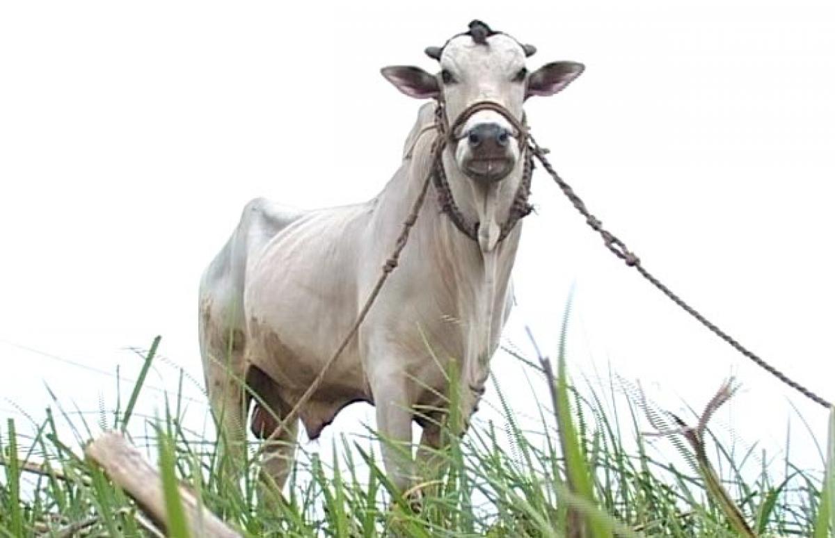 Ongole bull Facing a threat to its existence