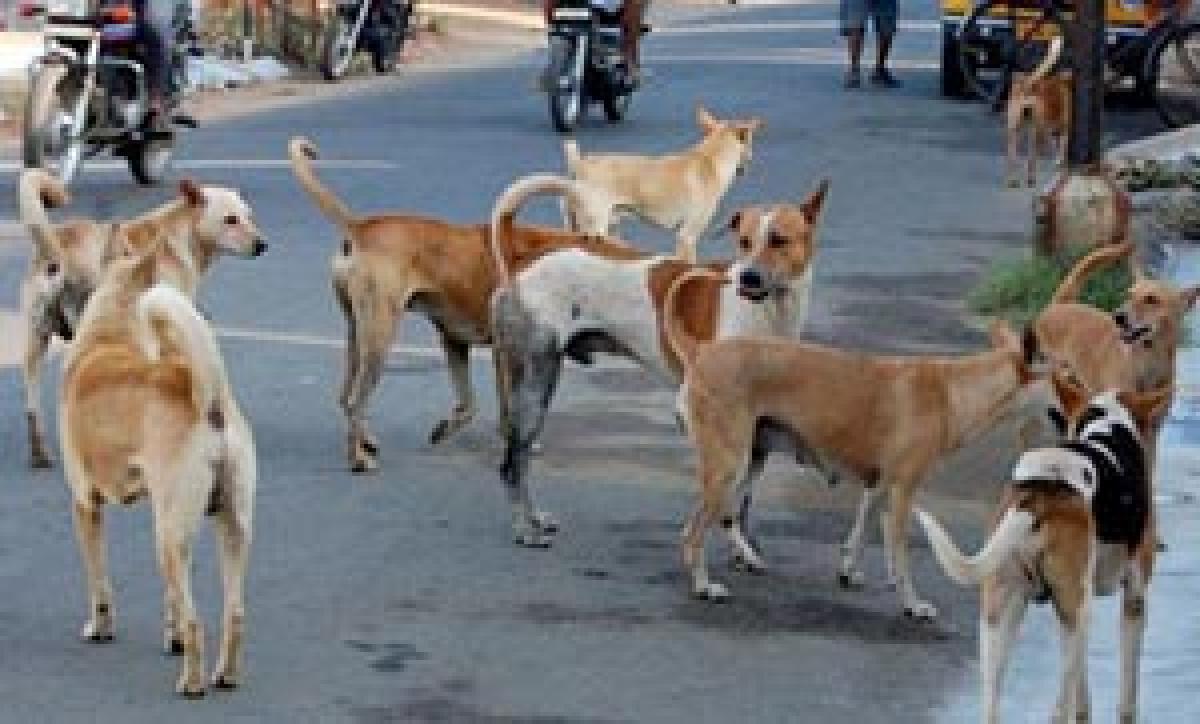 GVMC chalks out plan to curb stray dog menace