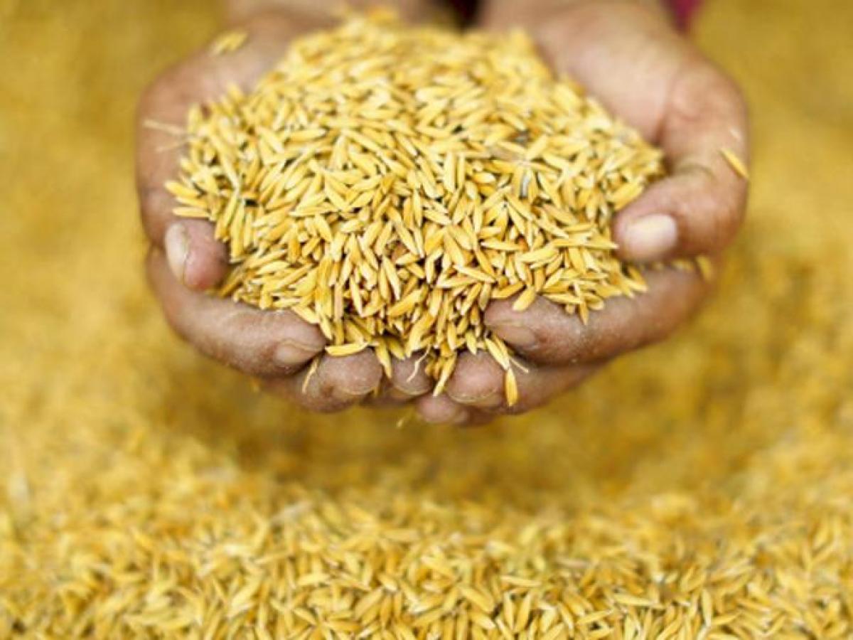 Telangana govt eyes 84.66 lakh MT foodgrain production this year