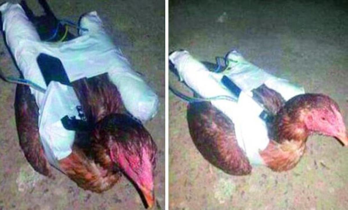 Islamic State turns chickens into suicide bombers