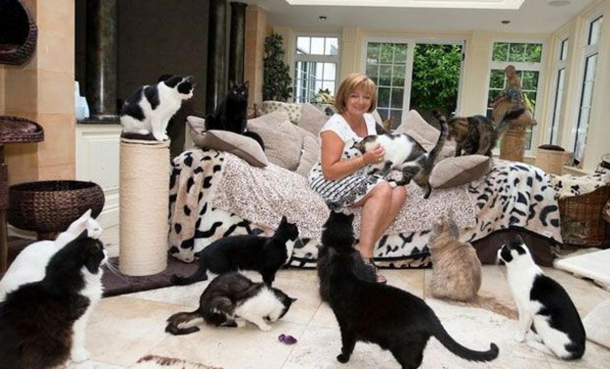 British woman with 122 cats spends £90k a year looking after them