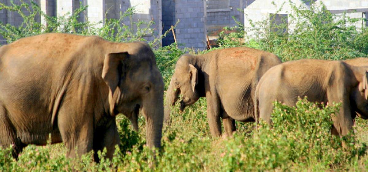 Toilets to help reduce human-elephant conflict