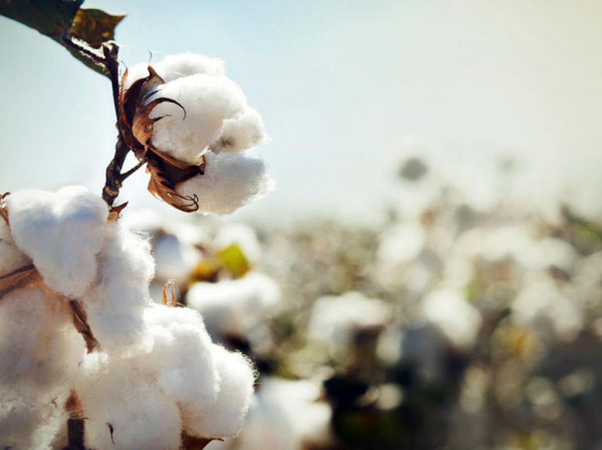 DPDS to be implemented in Telangana –Cotton farmers