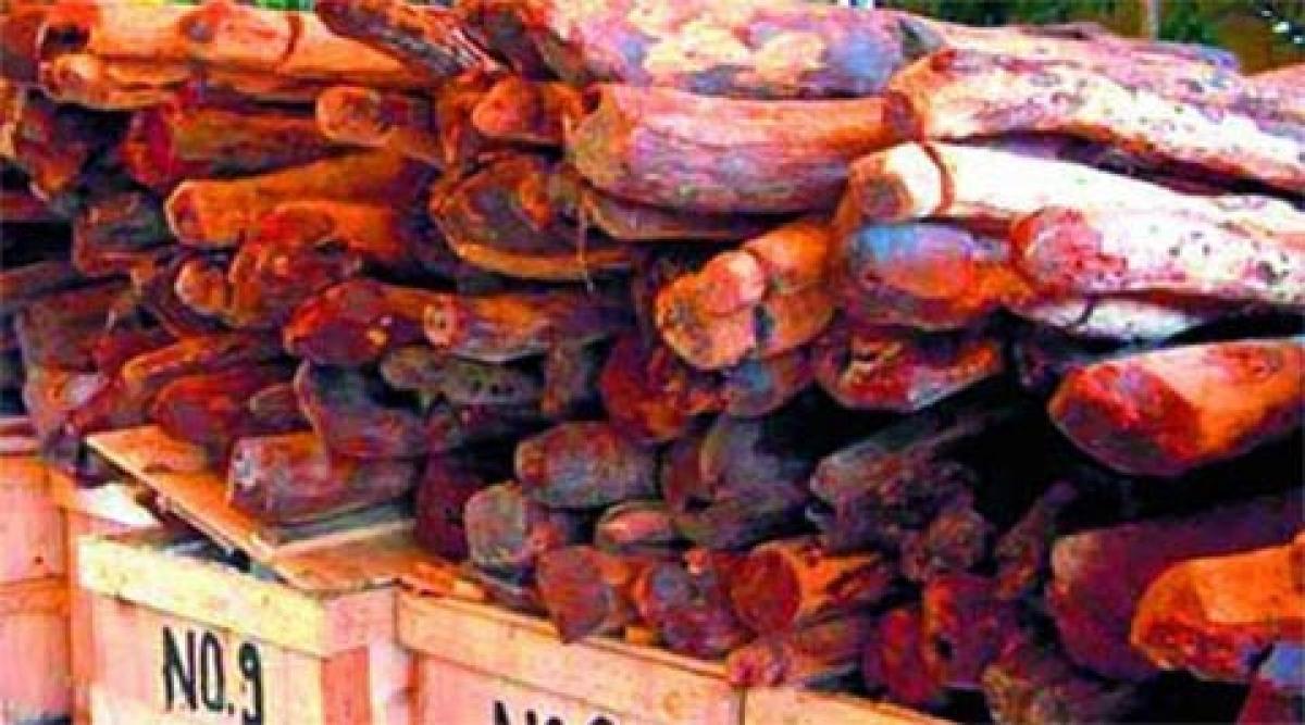 237 red sanders logs seized