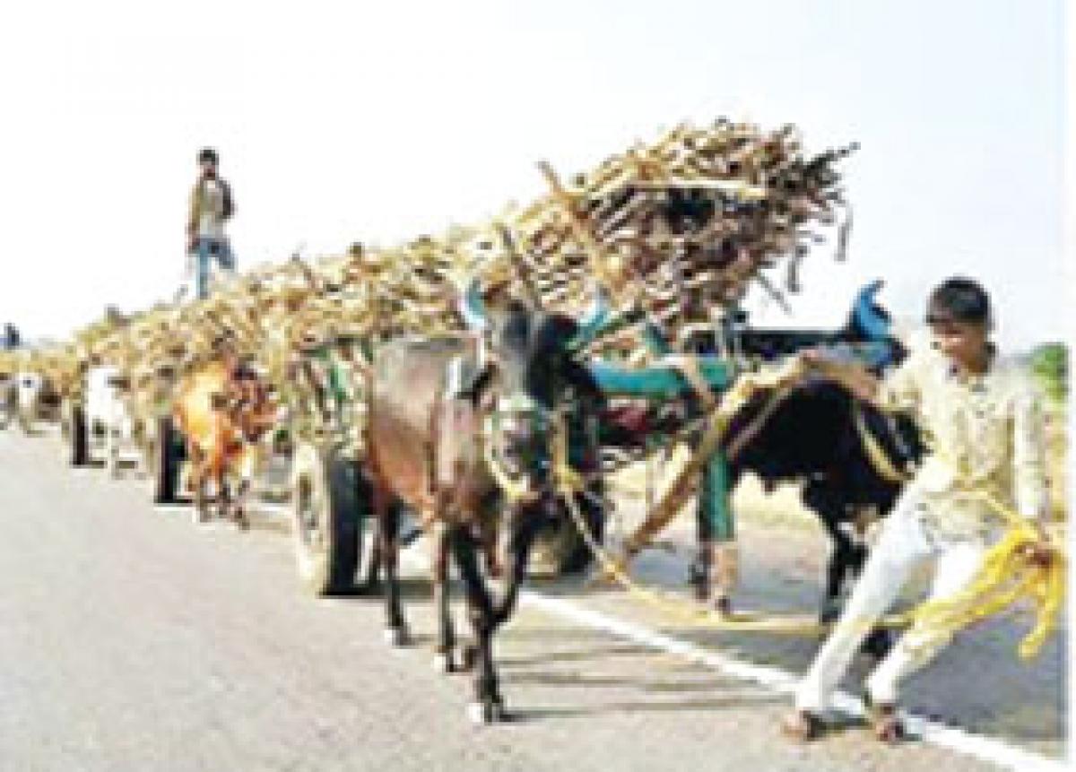 Cane growers, NDSL staff in the soup