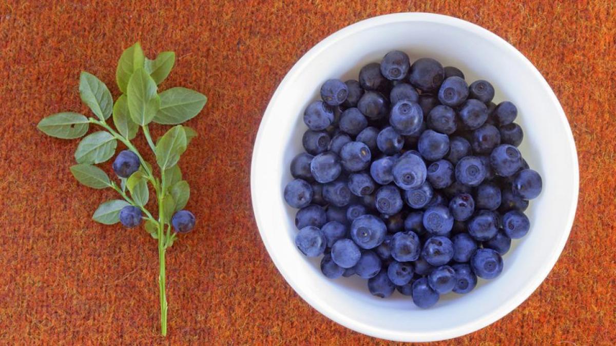 Blueberries may improve brain function in elderly