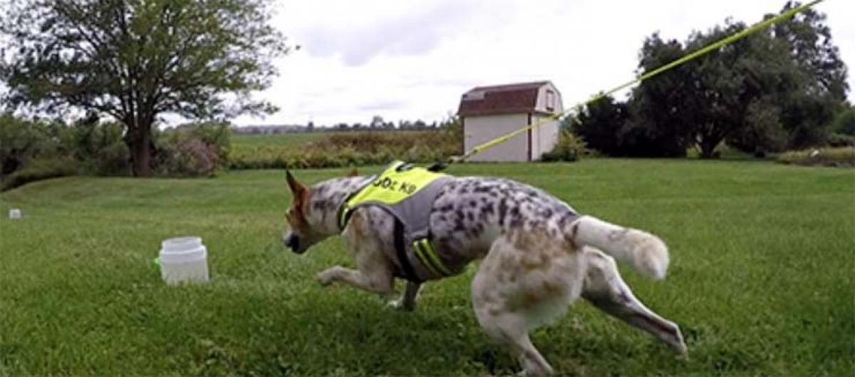 US firm using dogs to sniff out water contamination