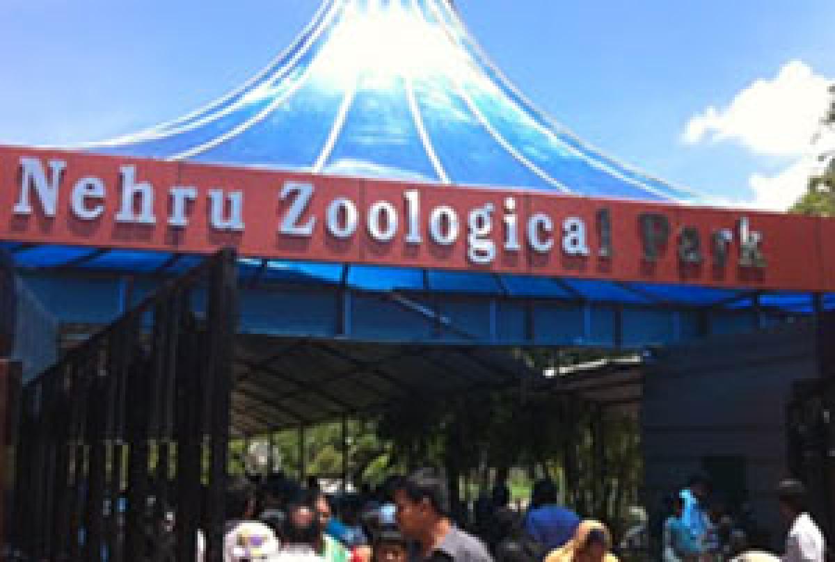 Zoo gets curator