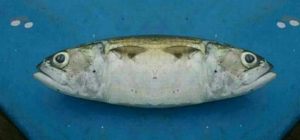 Two-headed fish found in Kakinada
